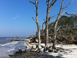 Driftwood Beach Jekyll Island GA